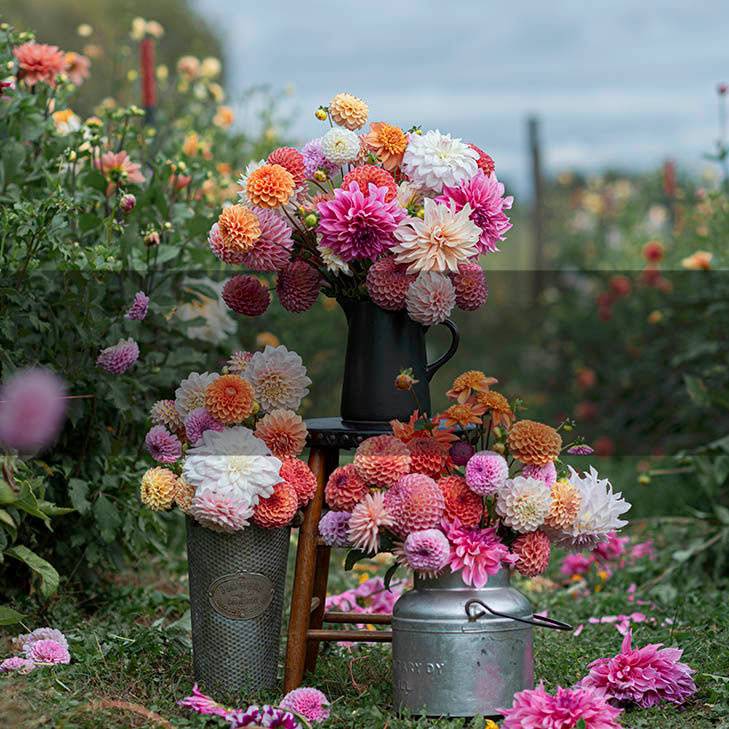 How to grow dahlias: A beginner's guide