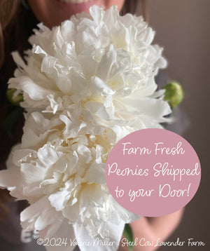 Fresh Peony Flowers Shipped to You!