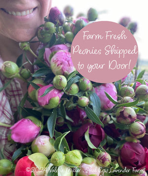 Fresh Peony Flowers Shipped to You!