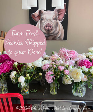 Fresh Peony Flowers Shipped to You!
