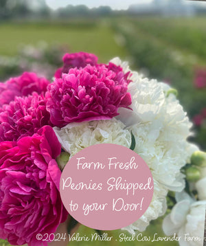 Fresh Peony Flowers Shipped to You!