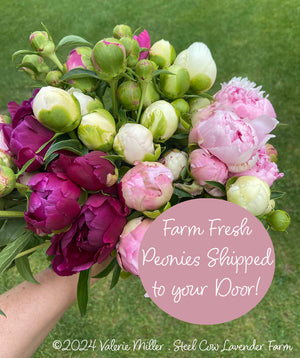 Fresh Peony Flowers Shipped to You!