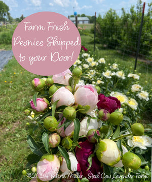 Fresh Peony Flowers Shipped to You!