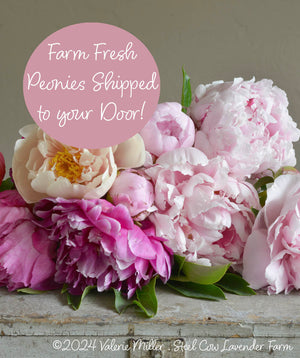 Fresh Peony Flowers Shipped to You!