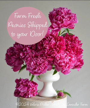 Fresh Peony Flowers Shipped to You!