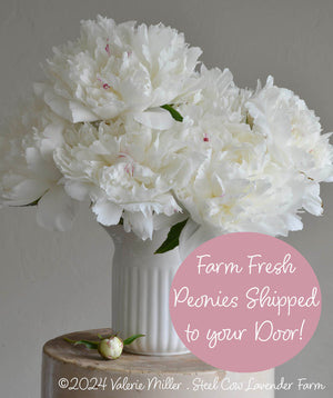Fresh Peony Flowers Shipped to You!