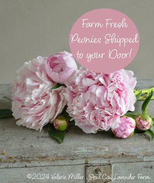 Fresh Peony Flowers Shipped to You!