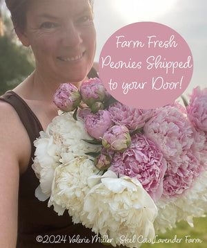 Fresh Peony Flowers Shipped to You!