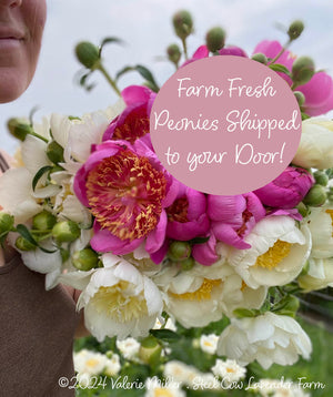 Fresh Peony Flowers Shipped to You!