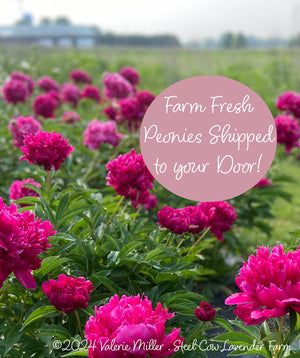 Fresh Peony Flowers Shipped to You!