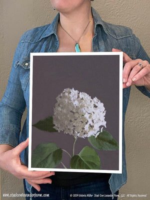 Annabelle Hydrangea (Canvas and Paper Print)