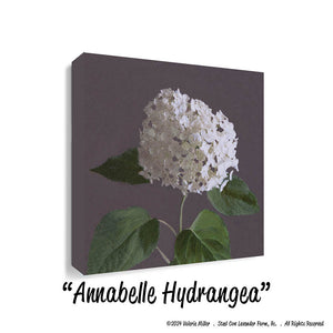 Annabelle Hydrangea (Canvas and Paper Print)
