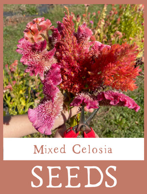 Mixed Celosia Seeds
