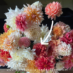 N-FORCE DAHLIA TUBER