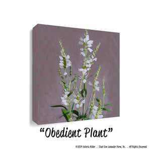 Obedient Plant (Canvas and Paper Print)