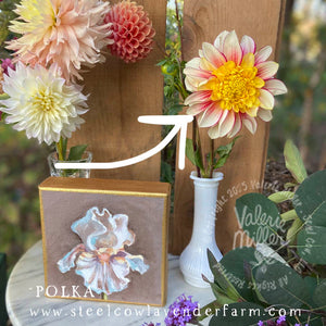 POLKA DAHLIA TUBER