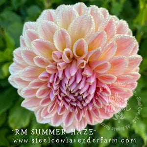 RM SUMMER HAZE DAHLIA TUBER