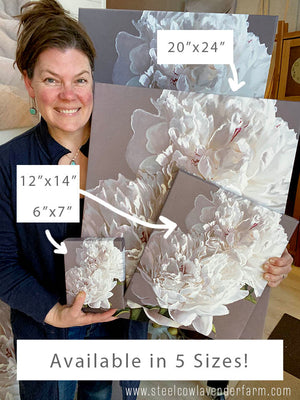 Two Festiva Maximas Art Print