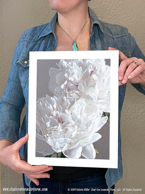 Two Festiva Maximas Art Print