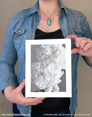 Two Festiva Maximas Art Print