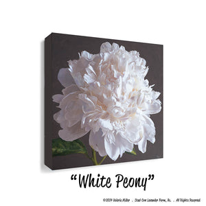 White Peony Canvas Print