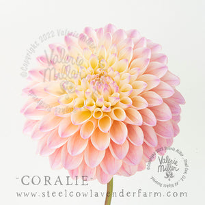 Coralie Dahlia Tuber