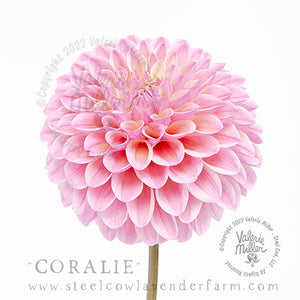 Coralie Dahlia Tuber