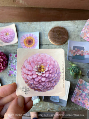 Oklahoma Salmon Zinnia Sticker