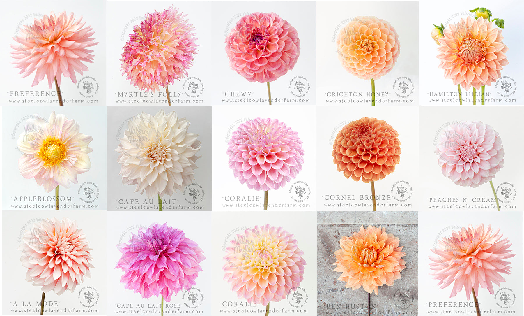 DAHLIA TUBERS