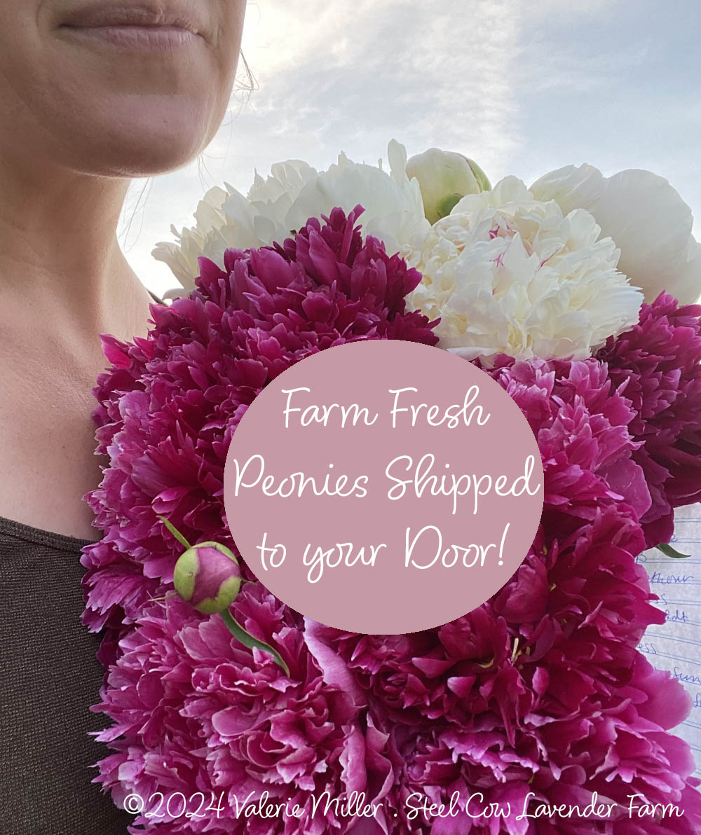Fresh Peony Flowers Shipped to You!