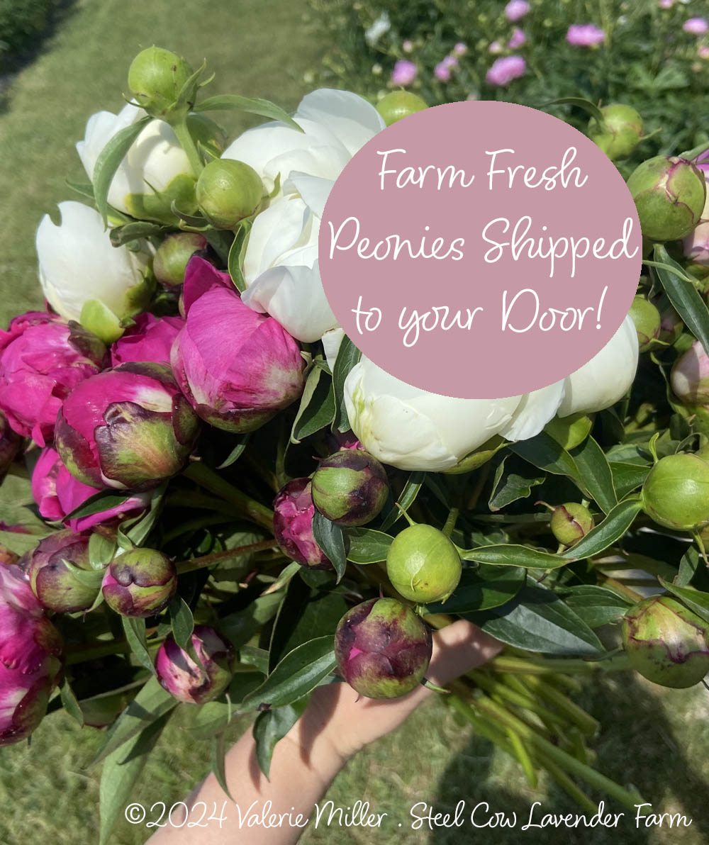 Fresh Peony Flowers Shipped to You!