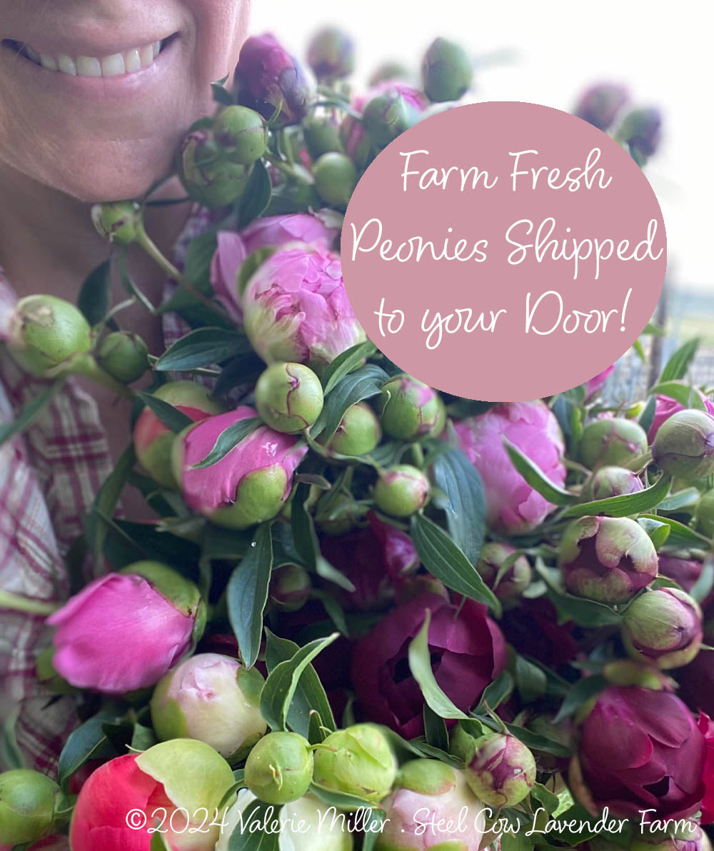 Fresh Peony Flowers Shipped to You!