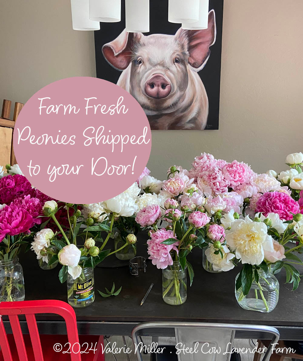 Fresh Peony Flowers Shipped to You!