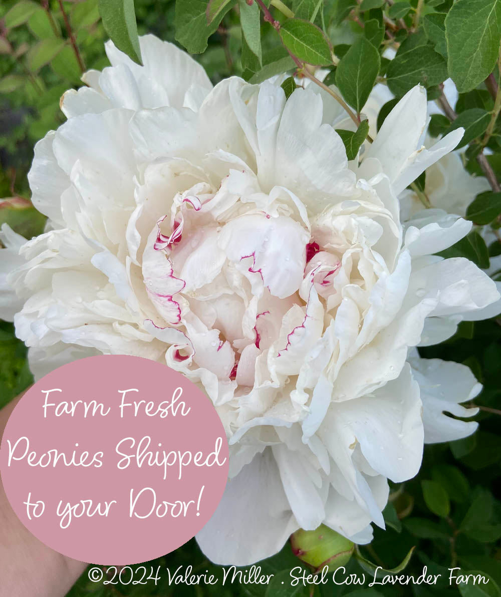 Fresh Peony Flowers Shipped to You!