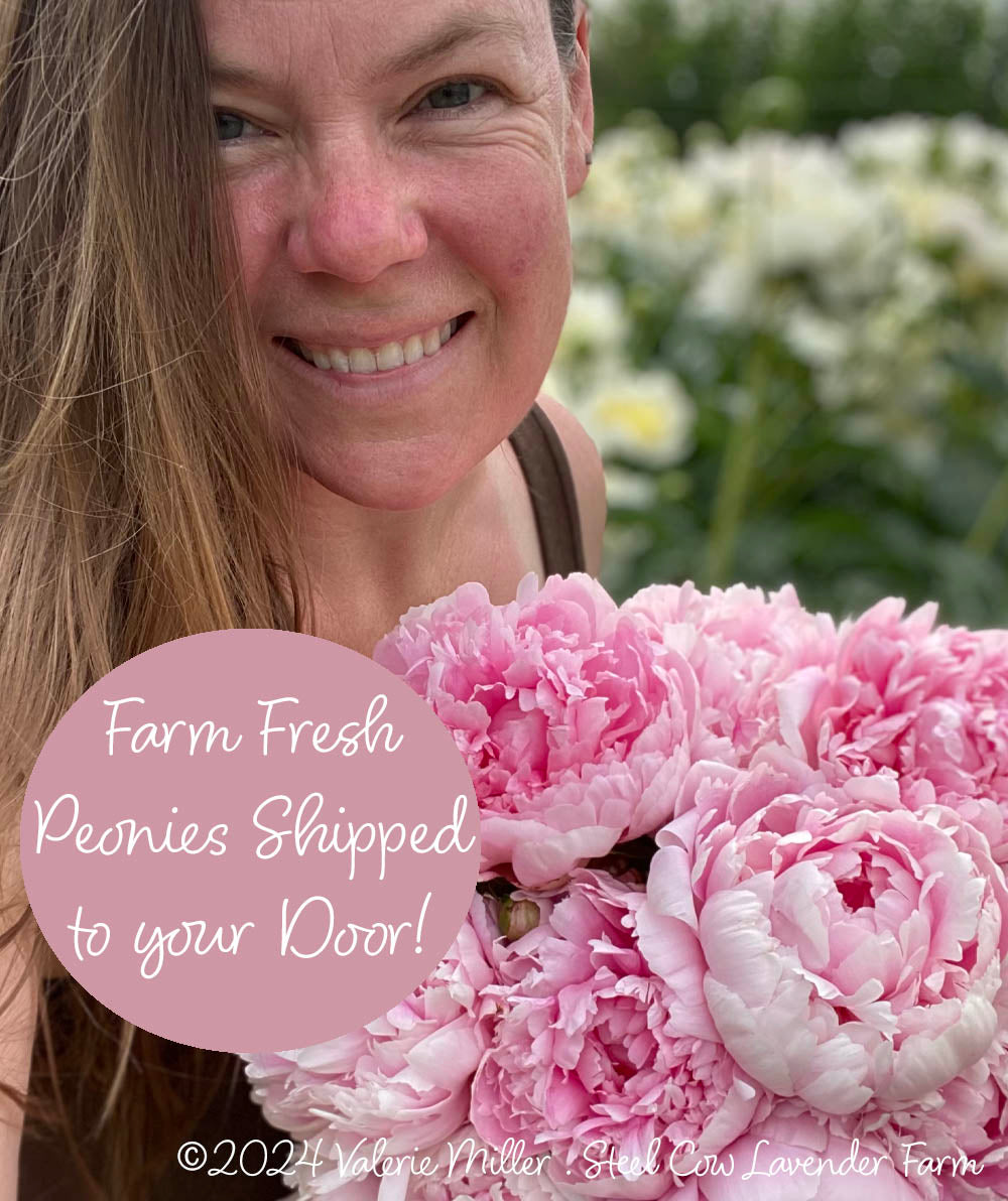 Fresh Peony Flowers Shipped to You!