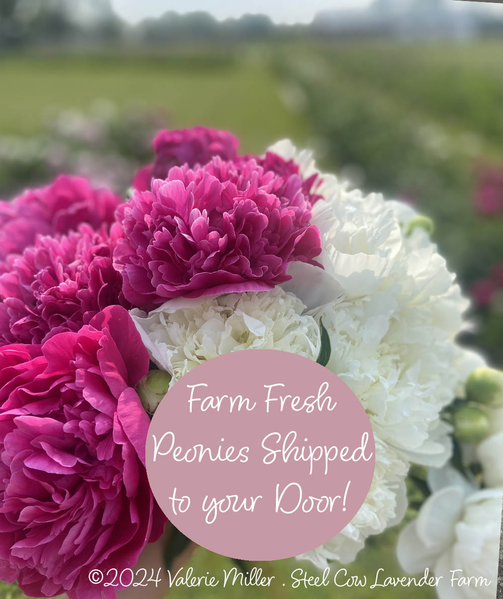 Fresh Peony Flowers Shipped to You!