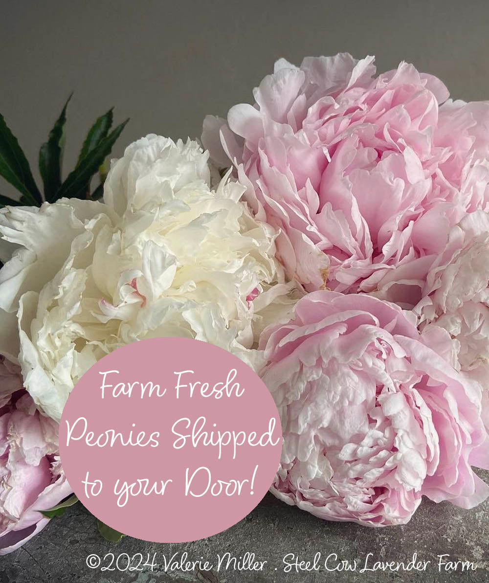 Fresh Peony Flowers Shipped to You!