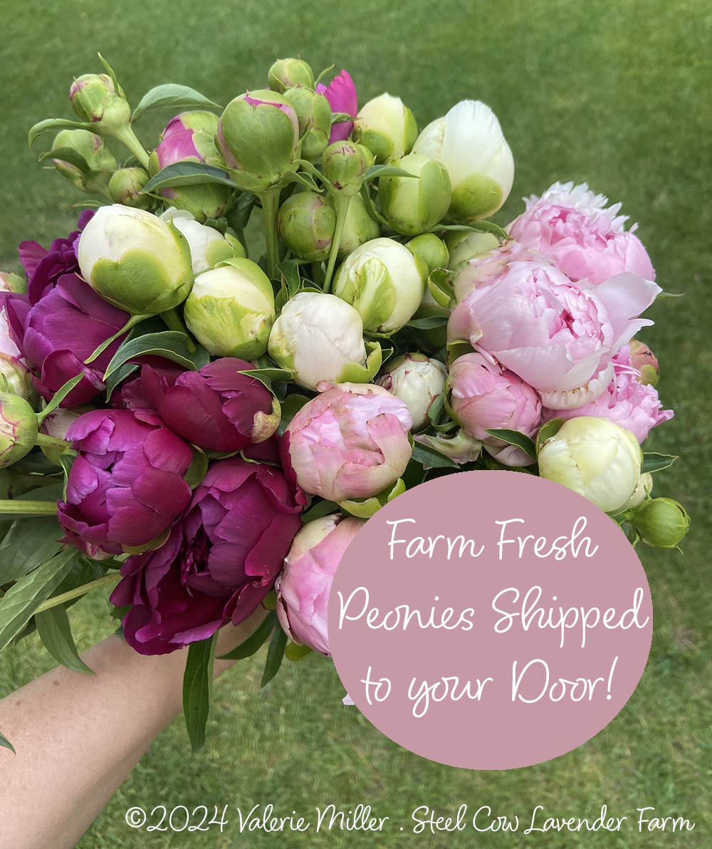 Fresh Peony Flowers Shipped to You!