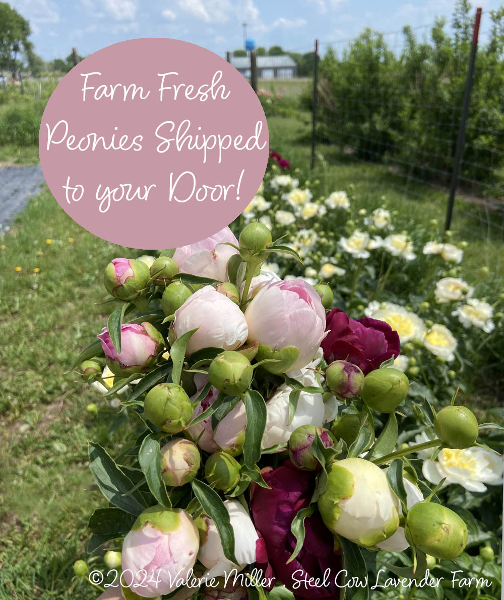 Fresh Peony Flowers Shipped to You!