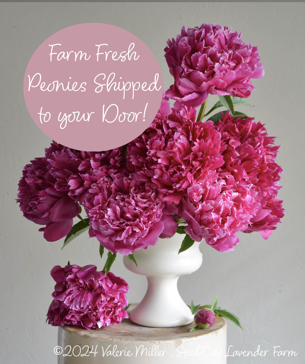 Fresh Peony Flowers Shipped to You!