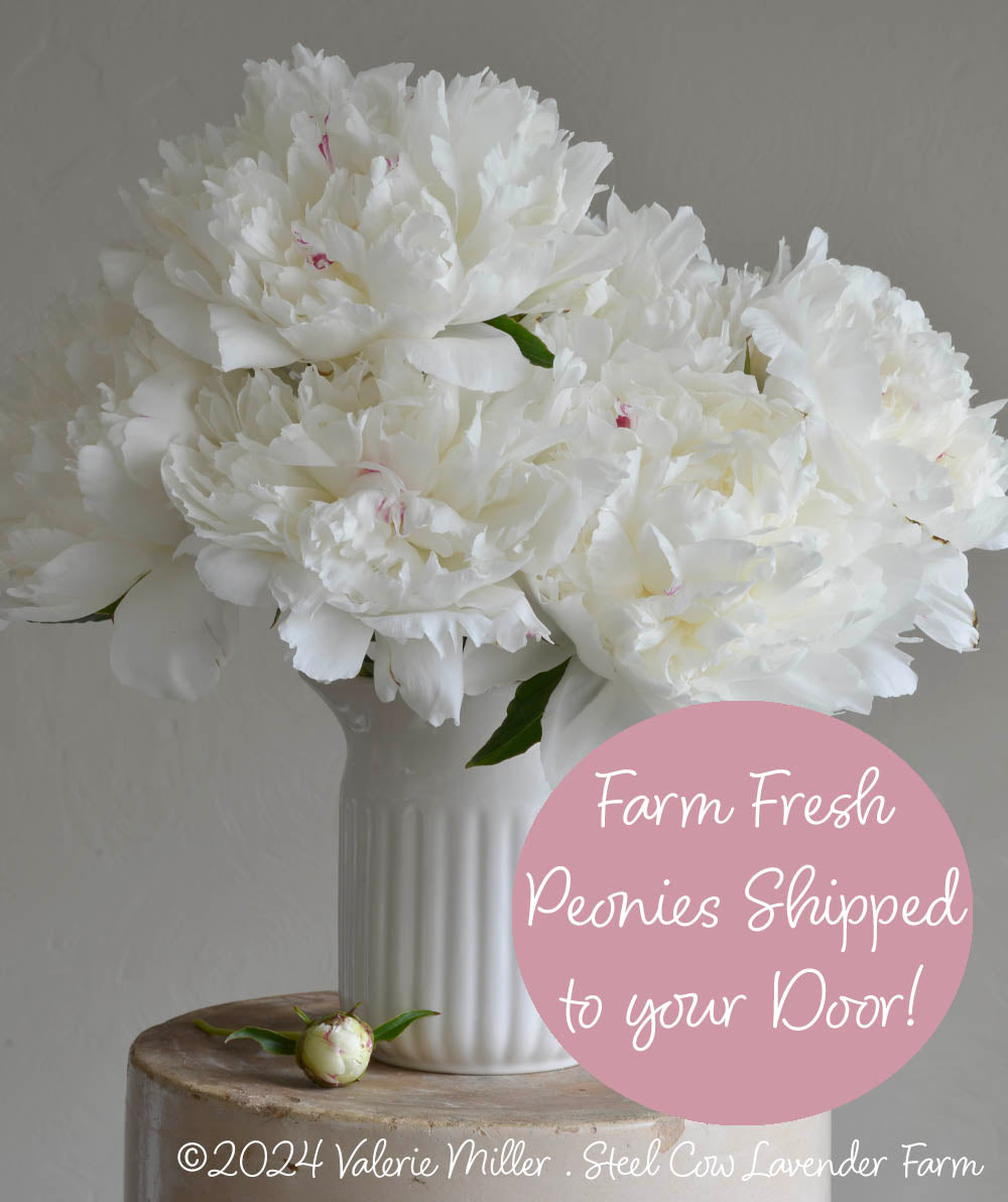 Fresh Peony Flowers Shipped to You!