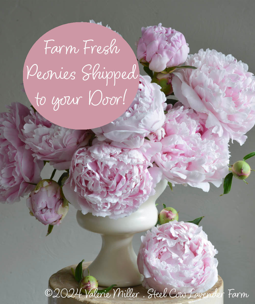 Fresh Peony Flowers Shipped to You!