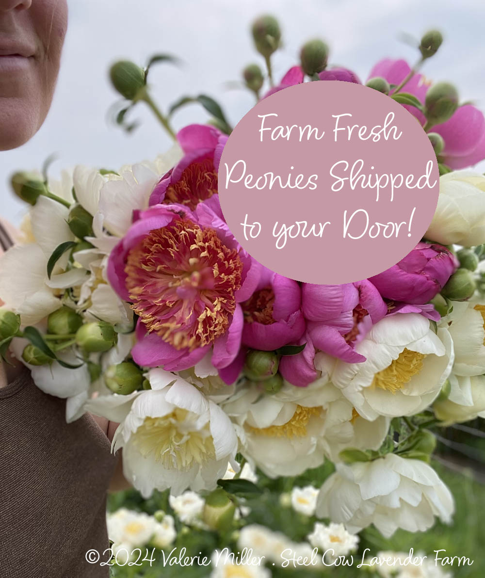 Fresh Peony Flowers Shipped to You!