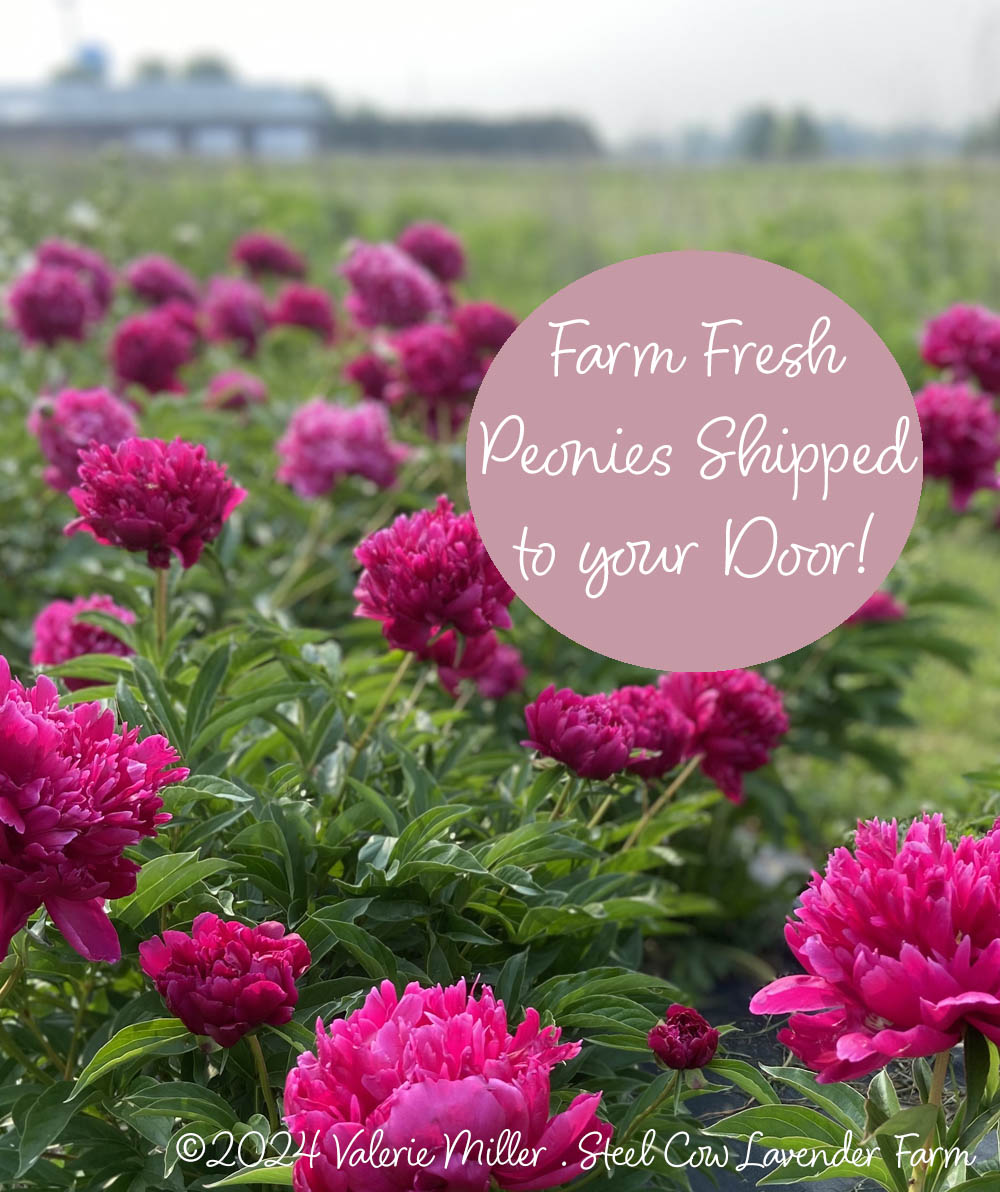 Fresh Peony Flowers Shipped to You!