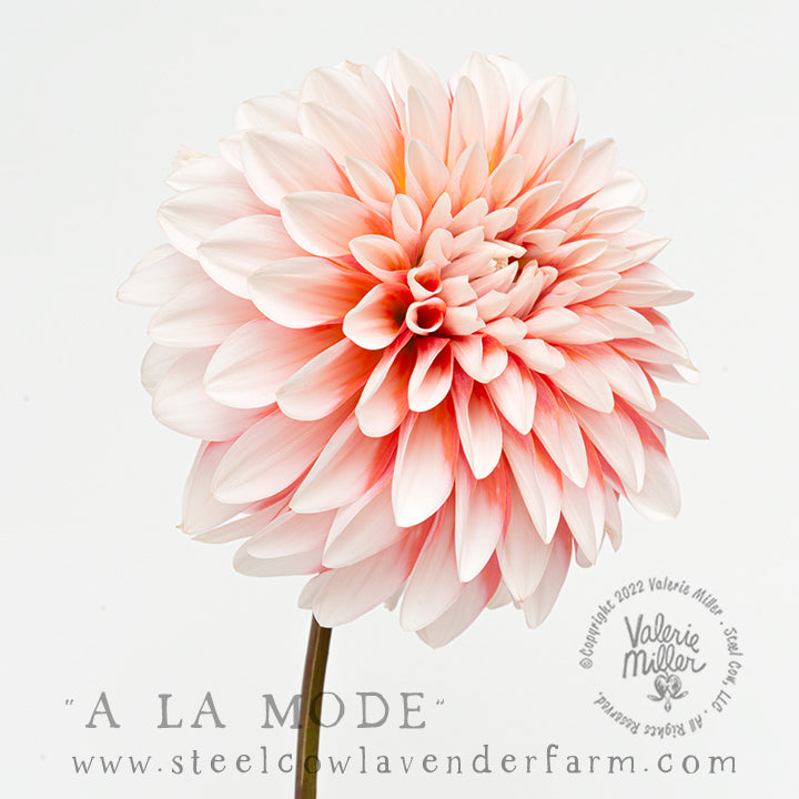A LA MODE DAHLIA TUBER