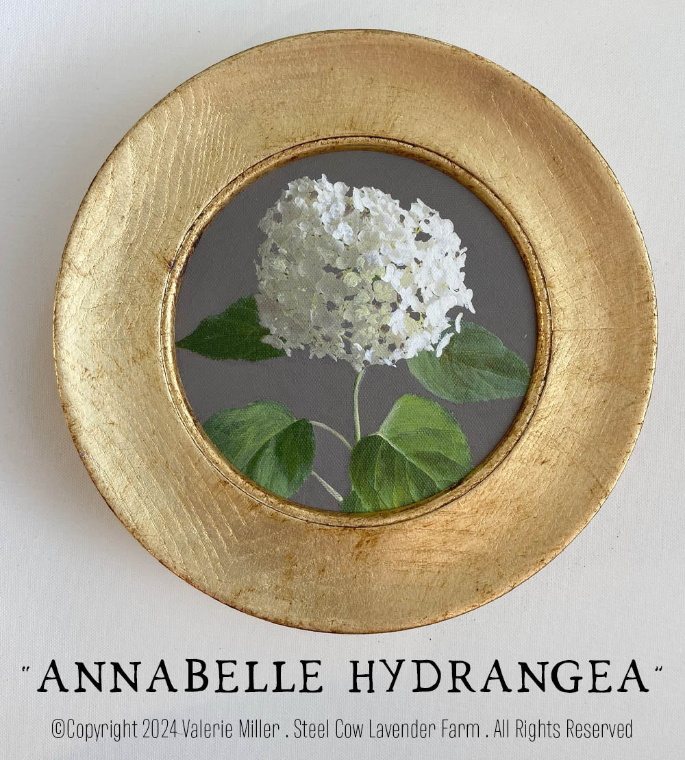 Annabelle Hydrangea Original Painting