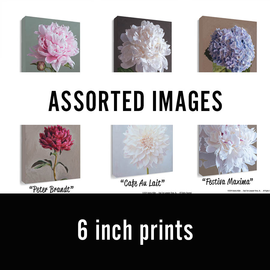 Clearance Sale 6" Canvas Prints