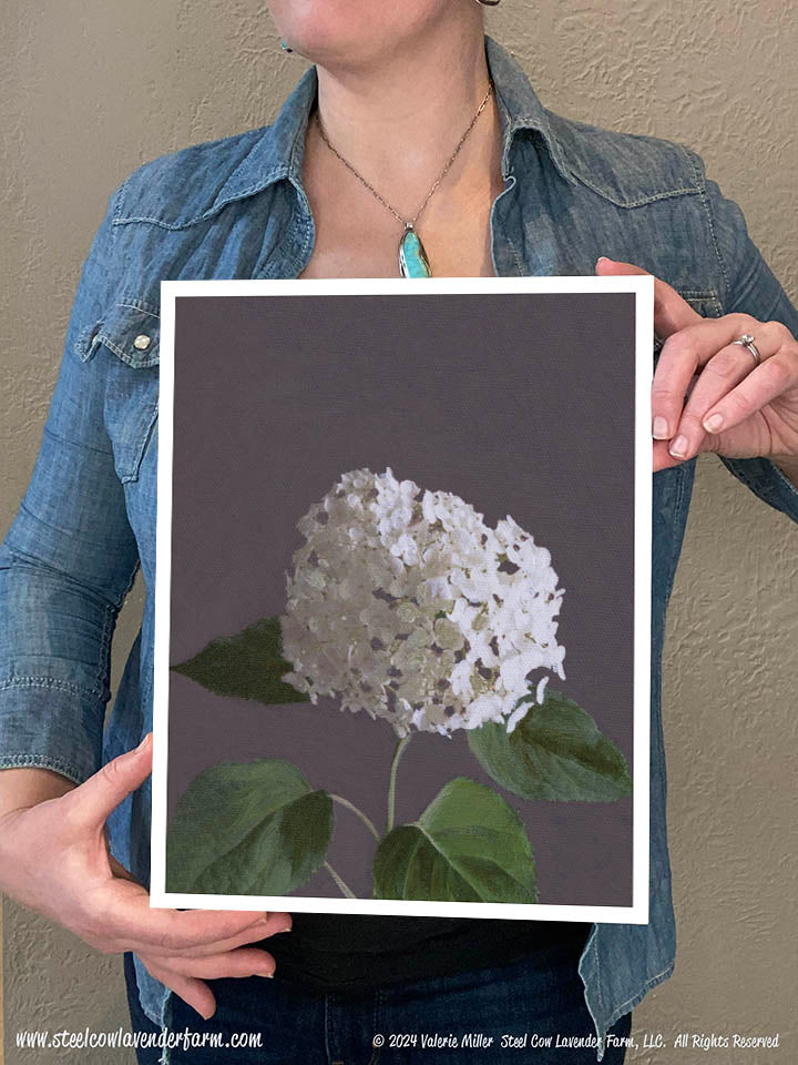 Annabelle Hydrangea (Canvas and Paper Print)