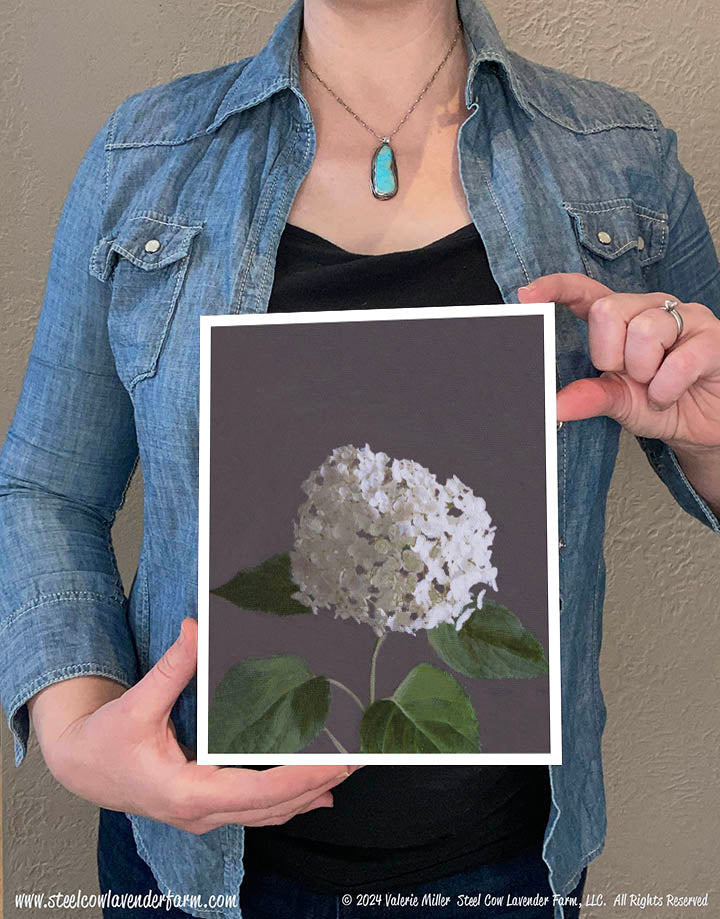 Annabelle Hydrangea (Canvas and Paper Print)