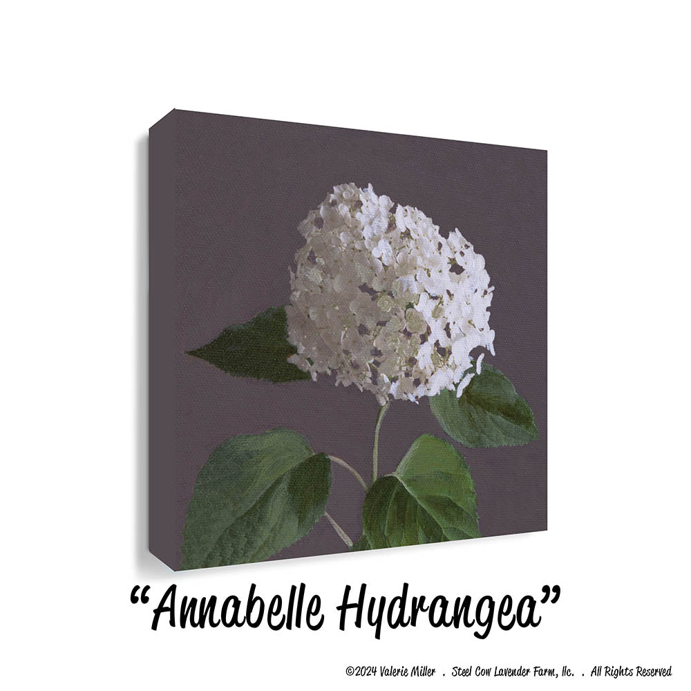 Annabelle Hydrangea (Canvas and Paper Print)